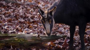 Ormandaki güveci kapat ve sonbaharda güneşli bir günde çiğne..