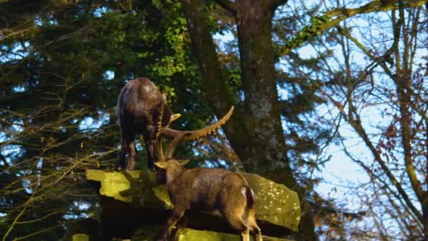 Close Luta Ibex Alpino Brincando Dia Ensolarado Outono — Vídeo de Stock