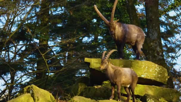 Zamknij Alpejski Ibex Jesienią Słoneczny Dzień Stojąc Głazach — Wideo stockowe