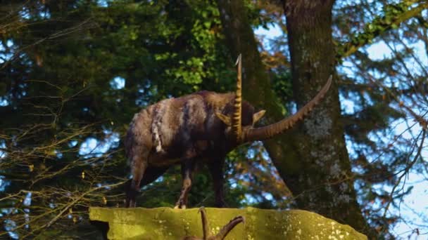 Close Alpine Ibex Fighting Fooling Sunny Day Autumn — Video Stock