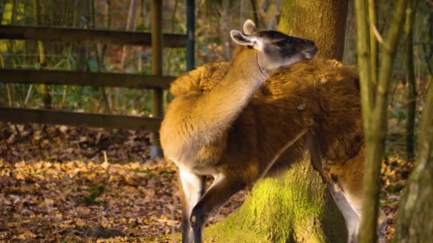 Close Van Przewalski Paard — Stockvideo