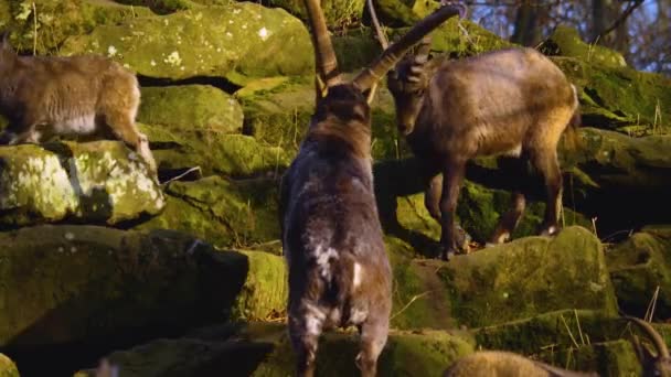 Nahaufnahme Von Steinböcken Die Einem Sonnigen Herbsttag Kämpfen Und Herumalbern — Stockvideo