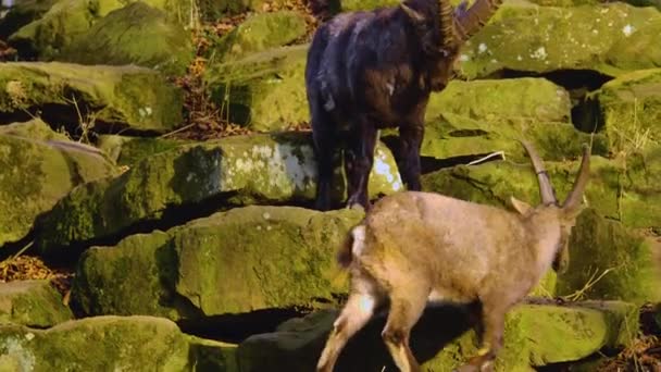 Close Alpine Ibex Fighting Fooling Sunny Day Autumn — Stock Video