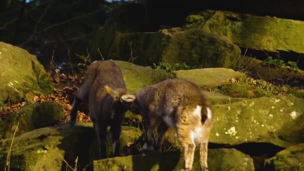 Güneşli Bir Sonbahar Gününde Alp Dağ Keçisi Kavgası Şakalaşması Yakın — Stok video