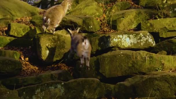 Güneşli Bir Sonbahar Gününde Alp Dağ Keçisi Kavgası Şakalaşması Yakın — Stok video