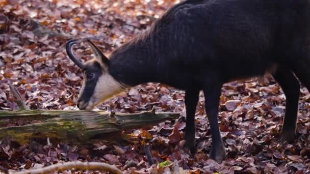 Primo Piano Camosci Nei Boschi Masticare Una Giornata Sole Autunno — Video Stock