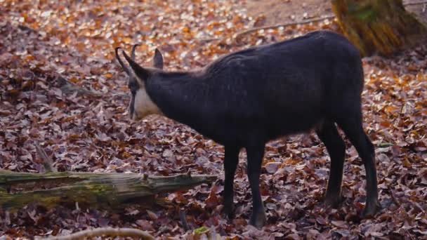 Close Chamois Woods Chewing Sunny Day Autumn — Video Stock