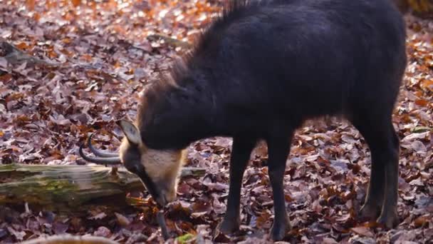 Dekat Chamois Hutan Dan Mengunyah Pada Hari Yang Cerah Musim — Stok Video