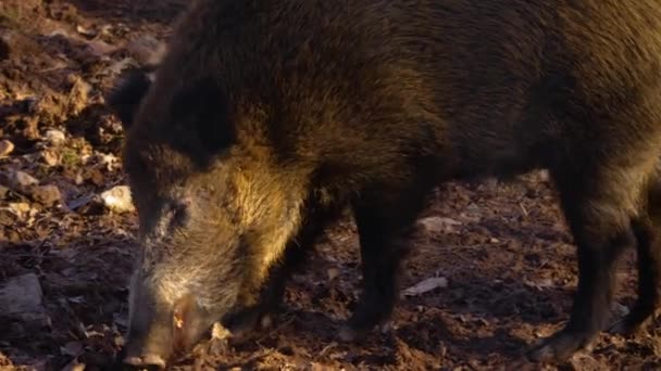 Gros Plan Porc Sanglier Regardant Reniflant Autour — Video