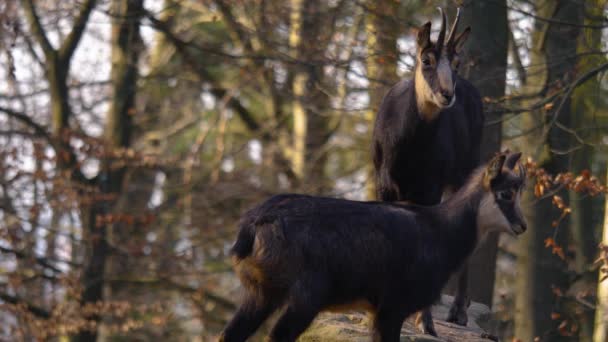 Gros Plan Des Chamois Dans Les Bois Mâcher Par Une — Video