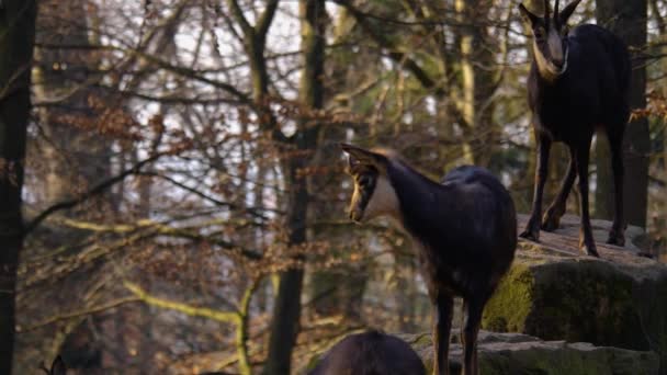 Közelről Chamois Erdőben Rágás Egy Napsütéses Napon Ősszel — Stock videók