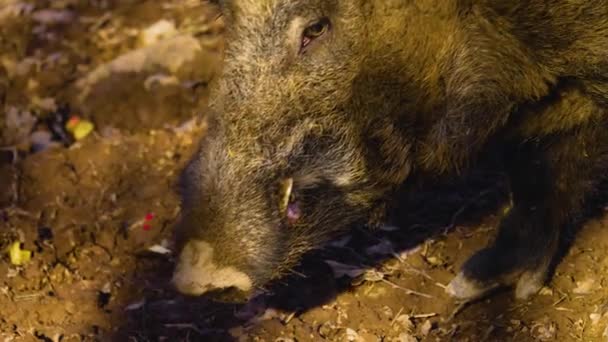 Menutup Babi Hutan Mencari Dan Mengendus Endus — Stok Video