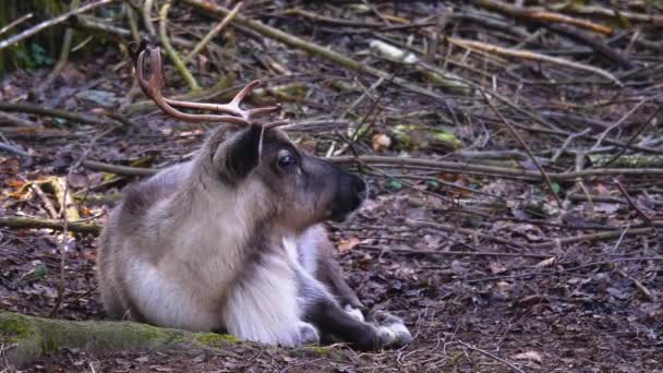 Sluiten Van Rendieren Relexing Het Bos Herfst Een Zonnige Dag — Stockvideo