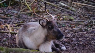 Ren geyiklerinin güneşli bir sonbaharda ormanda nüksetmesine yakın.