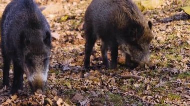 Yaban domuzu gibi etrafı kolaçan et.
