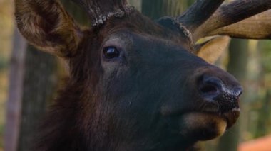 Güzün güneşli bir gününde Geyik Wapiti geyiğine yakın