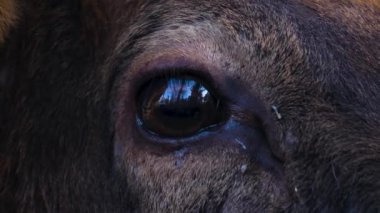 Güzün güneşli bir gününde Geyik Wapiti geyiğine yakın