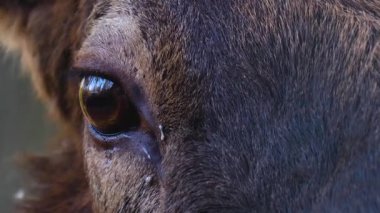 Güzün güneşli bir gününde Geyik Wapiti geyiğine yakın