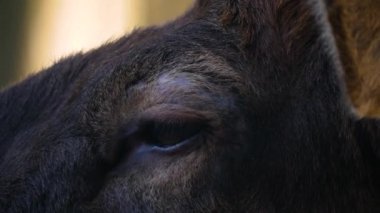 Güzün güneşli bir gününde Geyik Wapiti geyiğine yakın