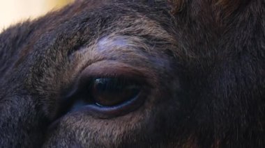 Güzün güneşli bir gününde Geyik Wapiti geyiğine yakın