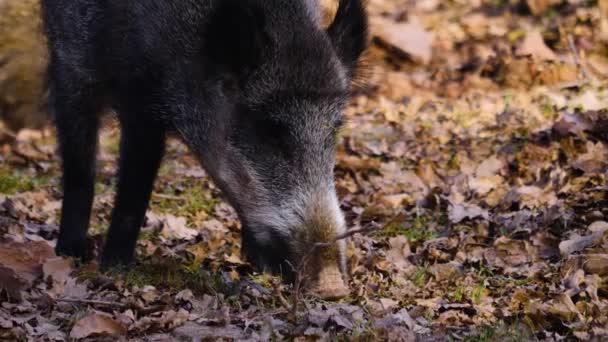 Close Wild Boar Pig Looking Sniffing — Stock Video