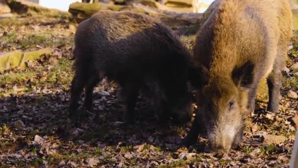 Zbliżenie Dzika Świnia Patrząc Węsząc Wokoło — Wideo stockowe
