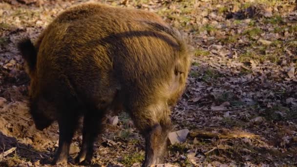 Aproape Porcul Mistreț Sălbatic Care Uită Miroase Jur — Videoclip de stoc