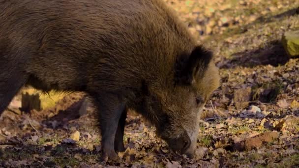 Close Wild Boar Pig Looking Sniffing — Vídeo de Stock