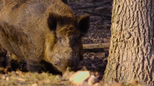 Close Wild Boar Pig Looking Sniffing — 图库视频影像