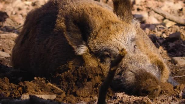 Close Wild Boar Pig Looking Sniffing — Stockvideo