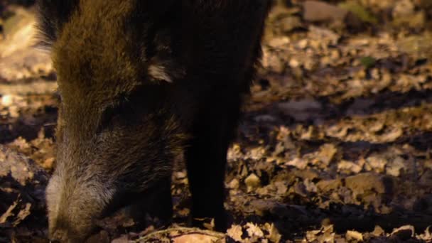 Close Wild Boar Pig Looking Sniffing — Stockvideo