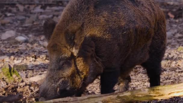 野生のイノシシの豚探しと嗅ぎ回るのを閉じる — ストック動画