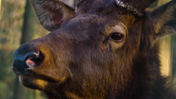 Close Elk Wapiti Deer Sunny Day Autumn — Video Stock