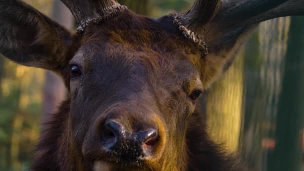 Close Elk Wapiti Deer Sunny Day Autumn — Video Stock