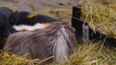 Yerde oturan kahverengi kobaylara yakın durun.