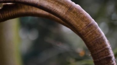 Sonbaharda ormanda çiğneyen dağ keçisinin kafasını kapat..