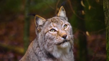 Sonbaharın güneşli bir gününde ormanda vaşak kedisine yakın.