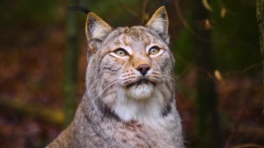 Sonbaharın güneşli bir gününde ormanda vaşak kedisine yakın.