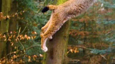 Sonbaharın güneşli bir gününde ormanda vaşak kedisine yakın.