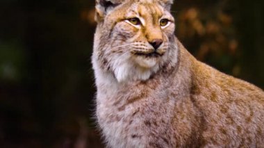 Sonbaharın güneşli bir gününde ormanda vaşak kedisine yakın.