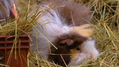 Gine domuzu kafasını yakın, yerde oturuyor..