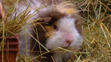 Gine domuzu kafasını yakın, yerde oturuyor..