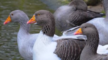 Göletin kenarındaki kazları kapatın.