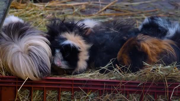 Close Brown Guinea Pigs Sitting Ground — Vídeo de Stock