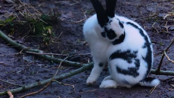 Primer Plano Conejo Limpiándose Mismo — Vídeo de stock