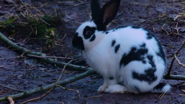 自分で掃除するウサギのクローズアップ — ストック動画