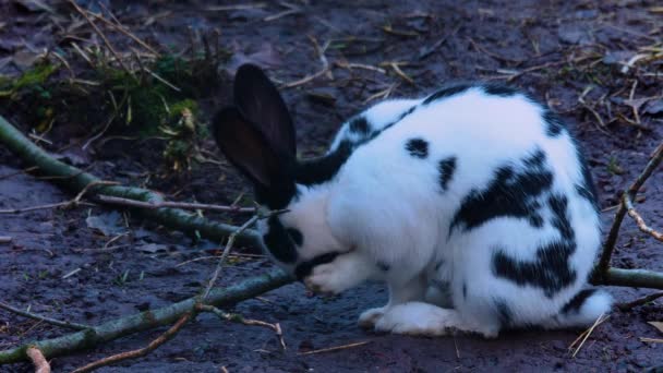 Nahaufnahme Von Kaninchen Das Sich Selbst Putzt — Stockvideo