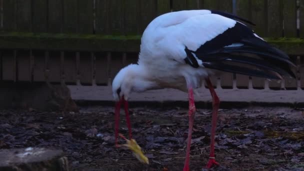 Close White Storks Autumn — Stockvideo