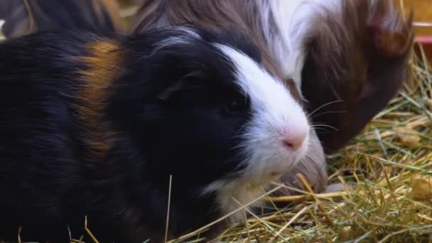 Nahaufnahme Von Braunen Meerschweinchen Die Auf Dem Boden Sitzen — Stockvideo