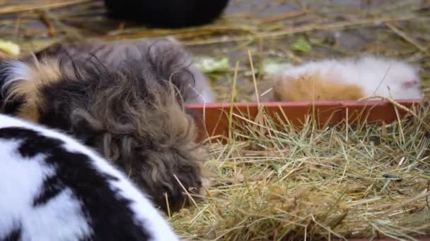 Close Brown Guinea Pigs Sitting Ground — Stockvideo